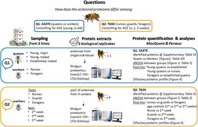 Antennal Protein Profile in Honeybees: Caste and Task Matter More Than Age